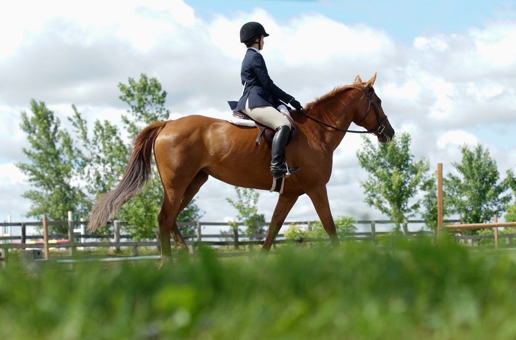Join the Southern Pines Equestrian Community – Where Horses and Happiness Meet!