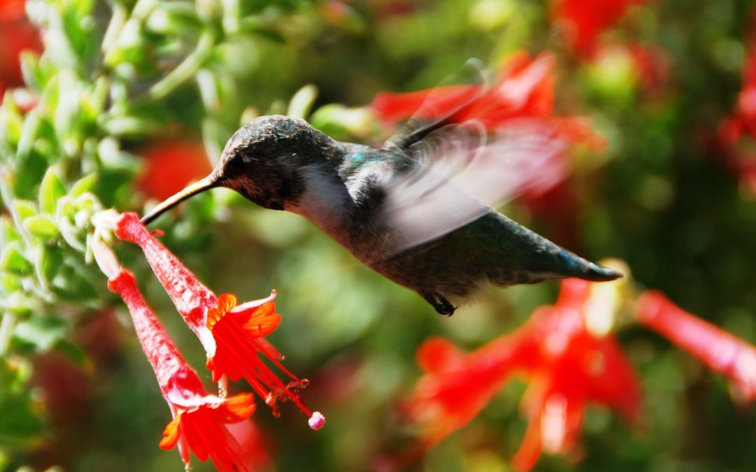 How To Create a Hummingbird Hangout in Your Garden